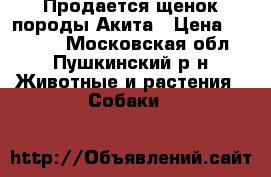 Продается щенок,породы Акита › Цена ­ 25 000 - Московская обл., Пушкинский р-н Животные и растения » Собаки   